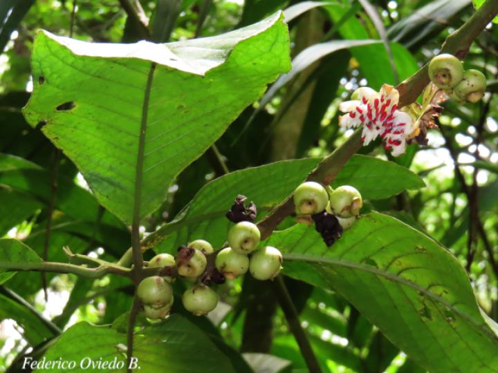 Siparuna pauciflora (Limoncillo, Pasmo)