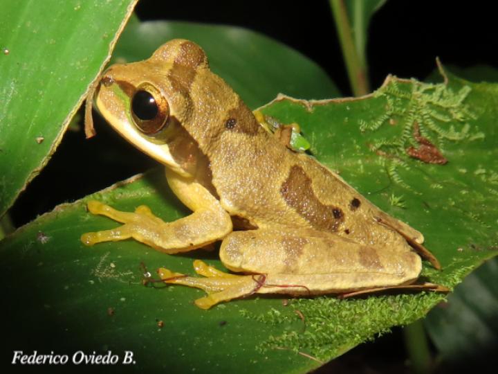 Smilisca phaeota (Rana arborícola enmascarada)