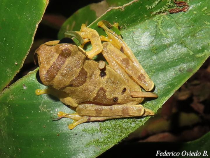 Smilisca phaeota (Rana arborícola enmascarada)