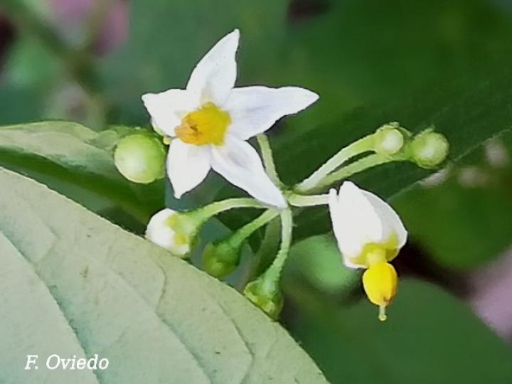 Solanum americanum (Yerba mora)