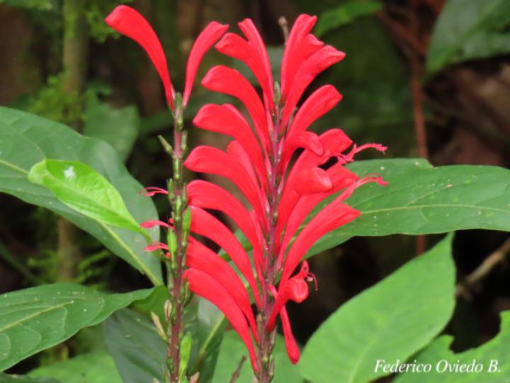 Stenostephanus chavesii (Pavón de Montaña)