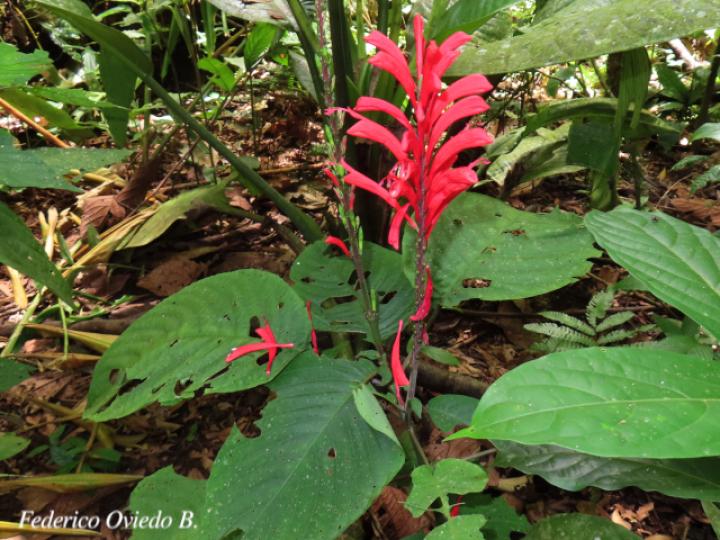 Stenostephanus chavesii (Pavón de Montaña)