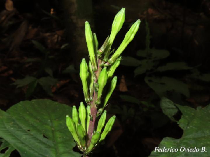 Stenostephanus chavesii (Pavón de Montaña)
