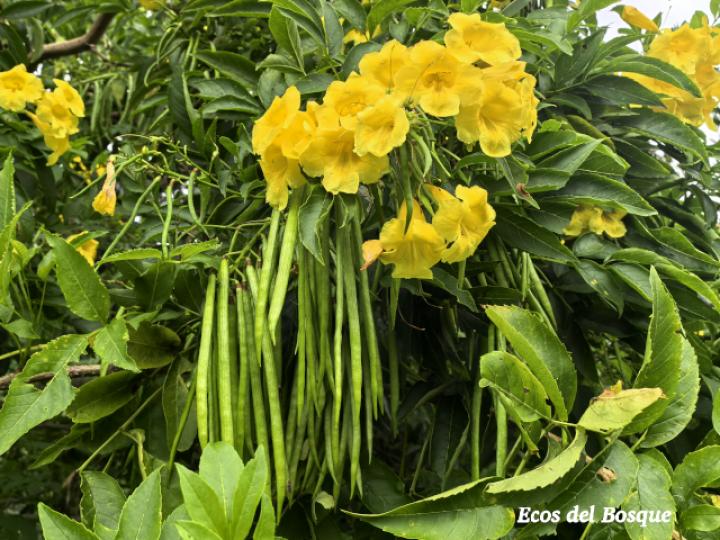 Tecoma stans (Carboncillo, Vainilla, Vainillo)