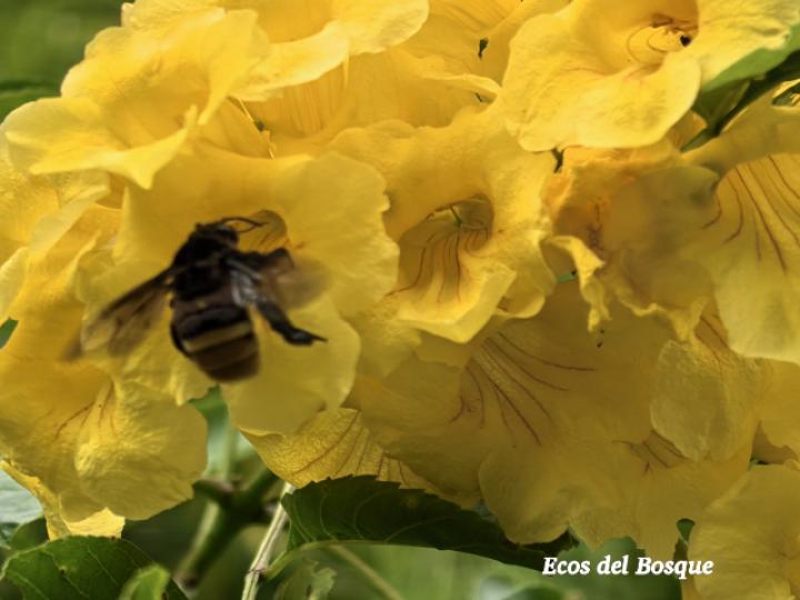 Tecoma stans (Carboncillo, Vainilla, Vainillo)
