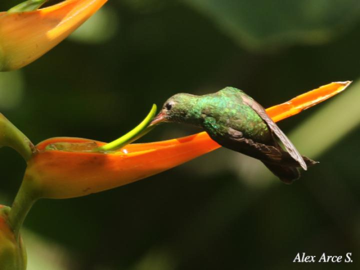 Heliconia latispatha (Amazilia tzacatl)