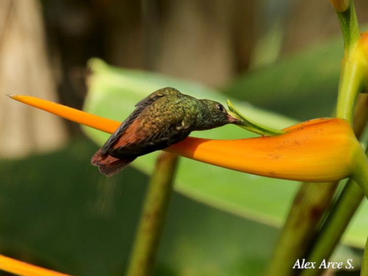 Heliconia latispatha (Amazilia tzacatl)