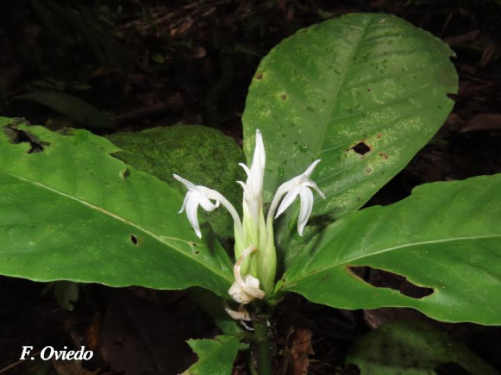 Aphelandra dolichantha