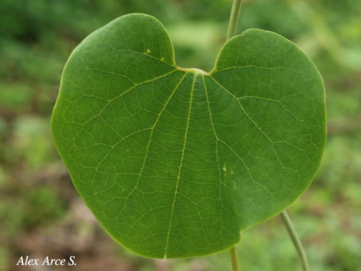 Aristolochia ringens