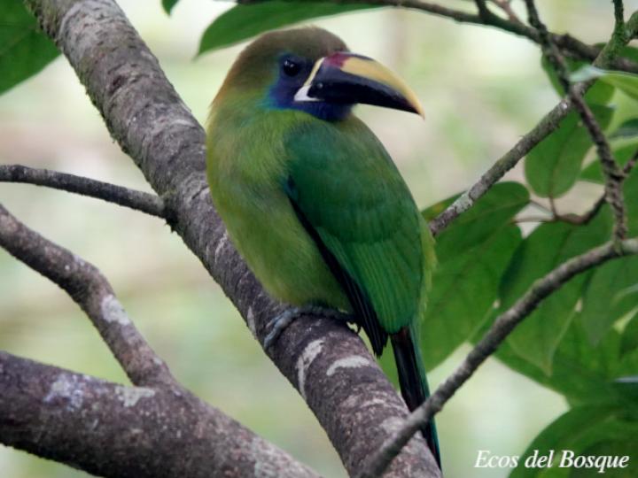 Aulacorhynchus prasinus