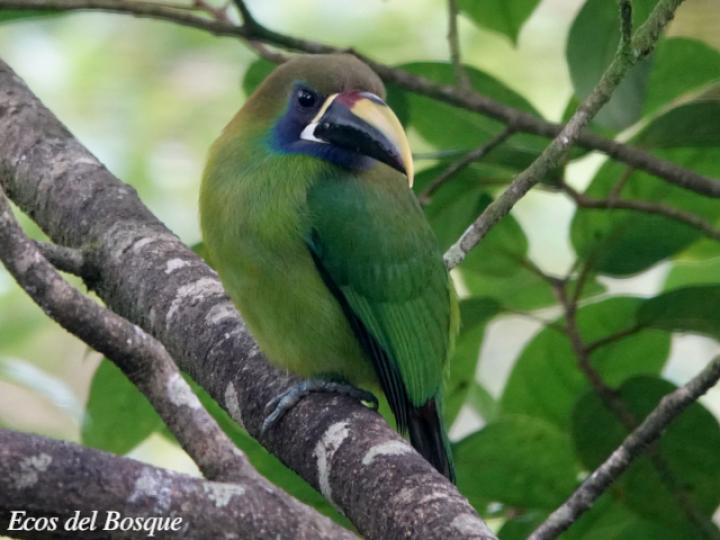 Aulacorhynchus prasinus