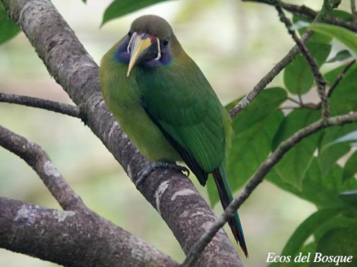 Aulacorhynchus prasinus