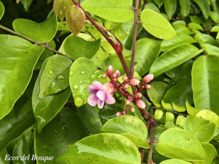 Averrhoa carambola