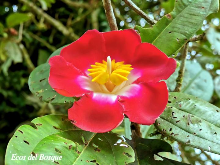 Blakea scarlatina (San Miguel)