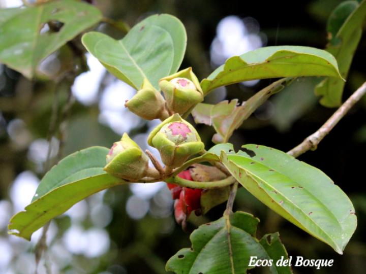 Blakea scarlatina (San Miguel)
