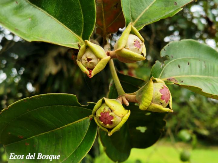 Blakea scarlatina (San Miguel)