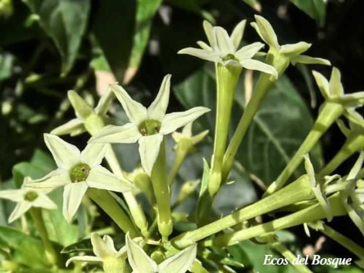 Cestrum nocturnum (Galán de noche)