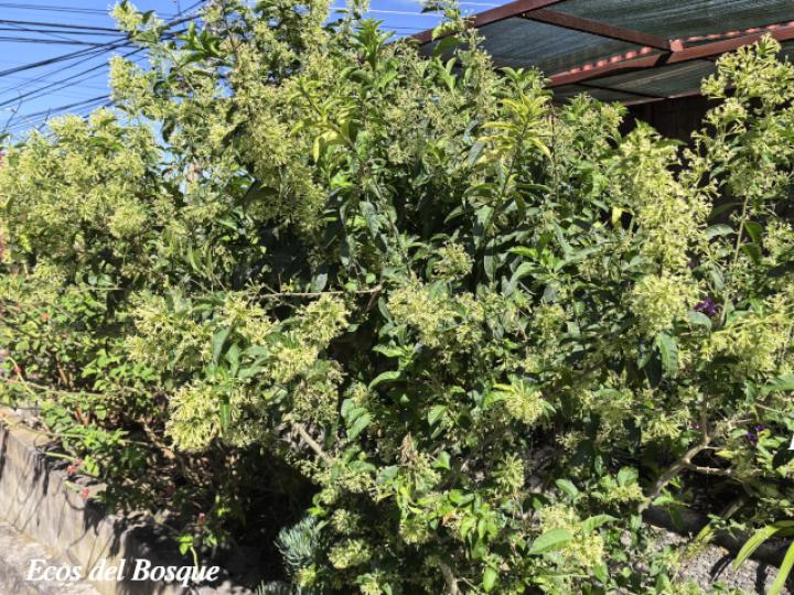 Cestrum nocturnum (Galán de noche)