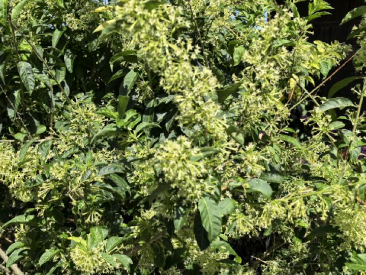 Cestrum nocturnum (Galán de noche)