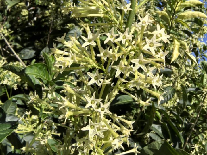 Cestrum nocturnum (Galán de noche)