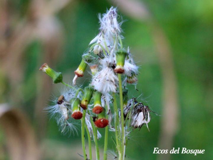 Emilia fosbergii (Pincelillo, clavelillo)