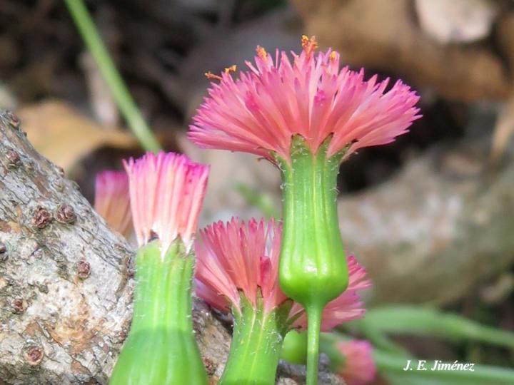 Emilia fosbergii (Pincelillo, clavelillo)