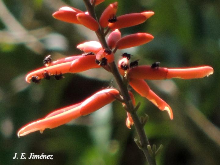Avejas visitando Erythrina berteroana (Poró)