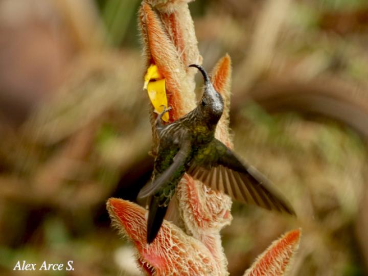 Heliconia vellerigera visitada por un Pico de Hoz