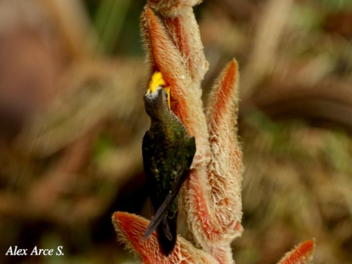 Heliconia vellerigera visitada por un Pico de Hoz