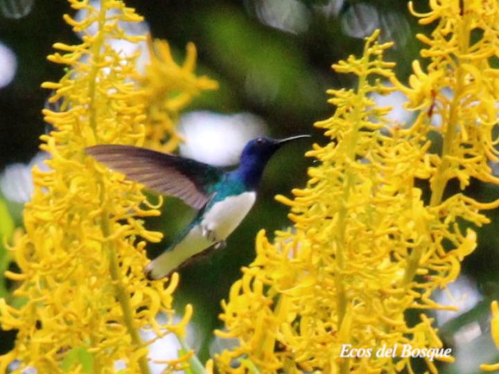 Jacobino visitando Vochysia guatemalensis