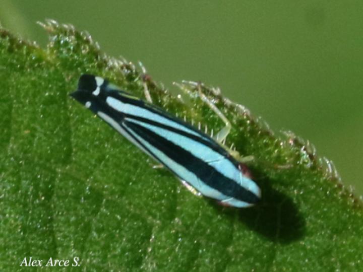 Fusigonalia lativittata