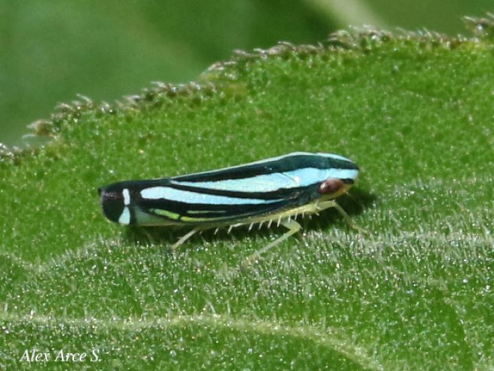 Fusigonalia lativittata