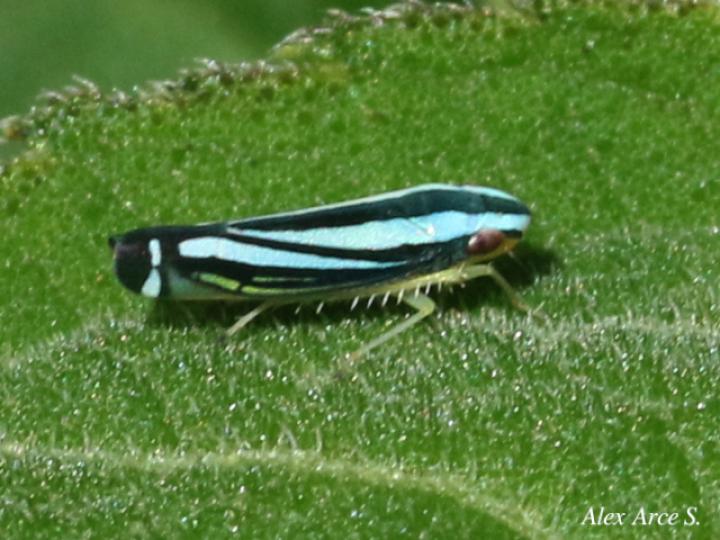 Fusigonalia lativittata