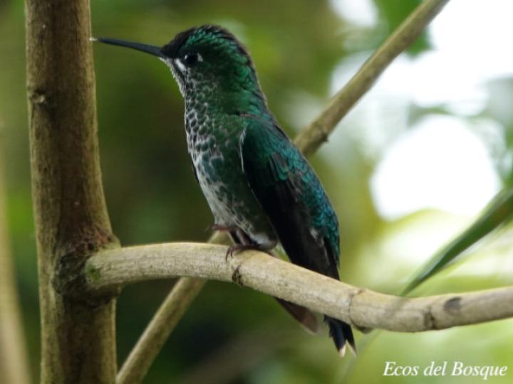Heliodoxa jacula (Colibrí brillante frentiverde)