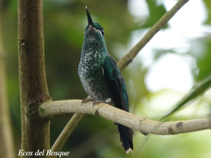 Heliodoxa jacula (Colibrí brillante frentiverde)
