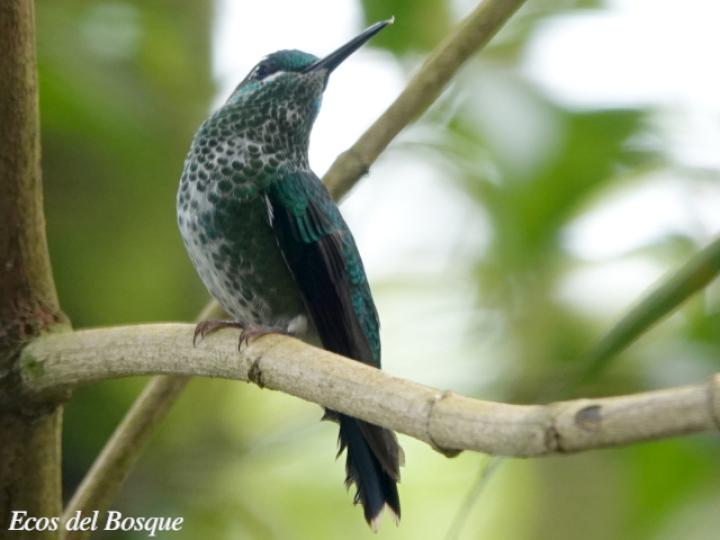 Heliodoxa jacula (Colibrí brillante frentiverde)