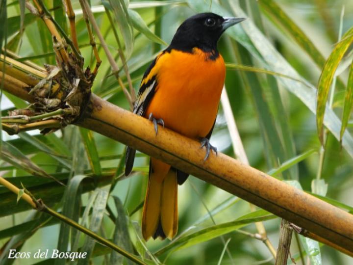 Icterus galbula (Cacique veranero juvenil)