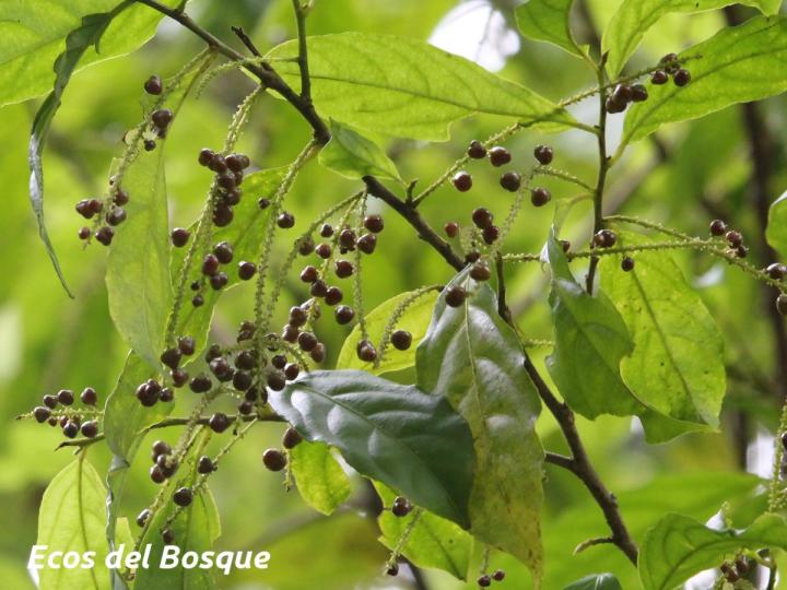 Lozania pittieri (Cafecillo falso)