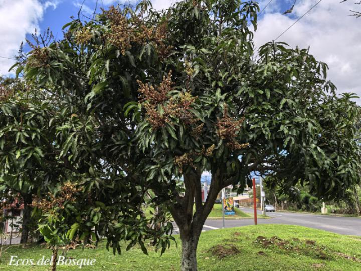 Mangifera indica (Mango)