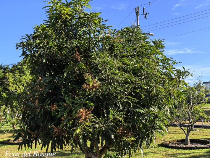 Mangifera indica (Mango)