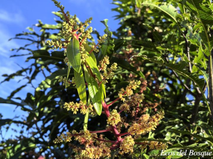Mangifera indica (Mango)