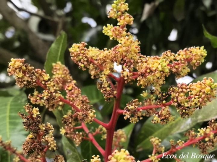 Mangifera indica (Mango)