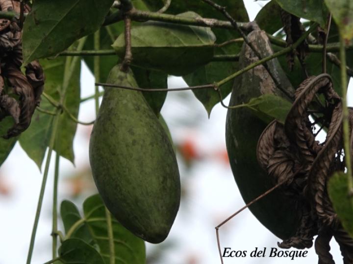 Ruehssia macrophylla