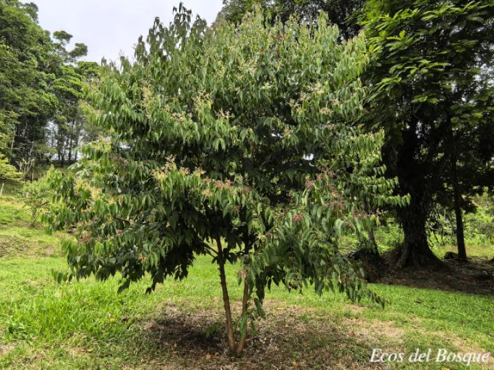 Miconia minutiflora