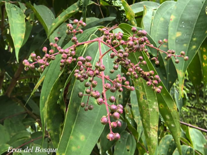 Miconia minutiflora