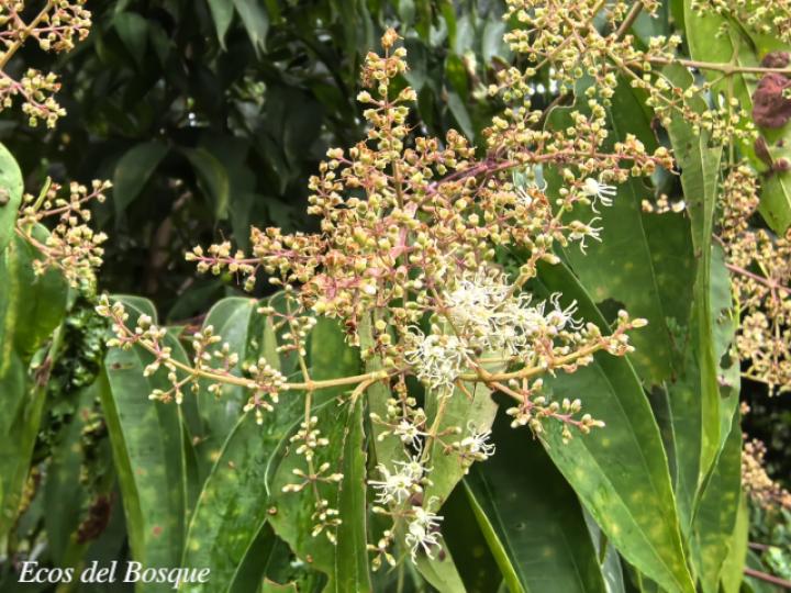 Miconia minutiflora