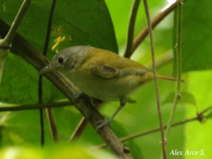 Pachysylvia decurtata (Verdillo Menudo)