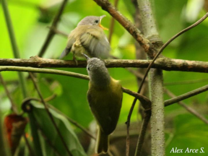 Pachysylvia decurtata (Verdillo Menudo)