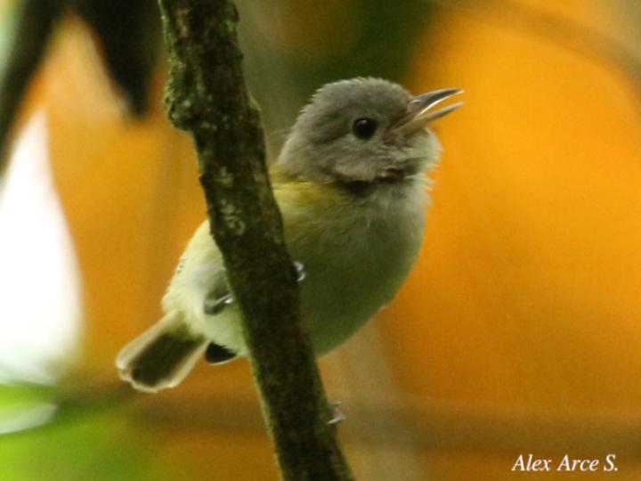 Pachysylvia decurtata (Verdillo Menudo)