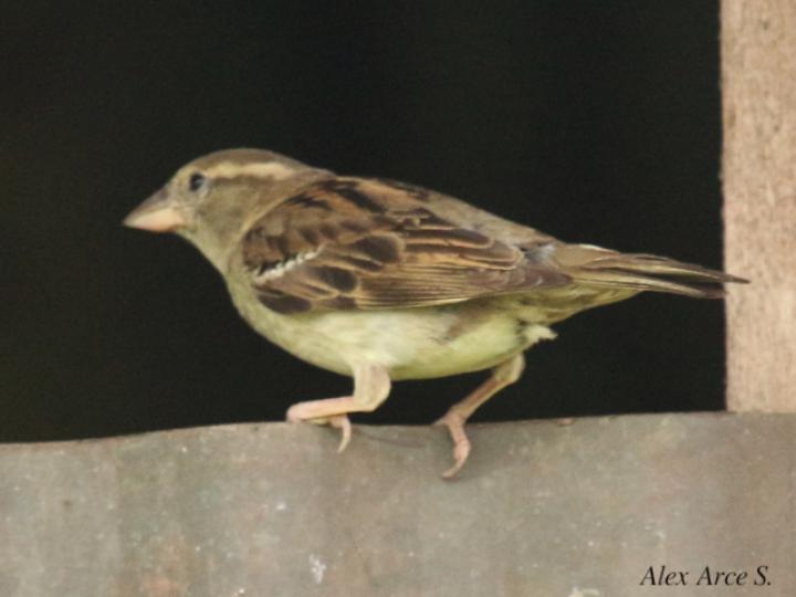 Passer domesticus